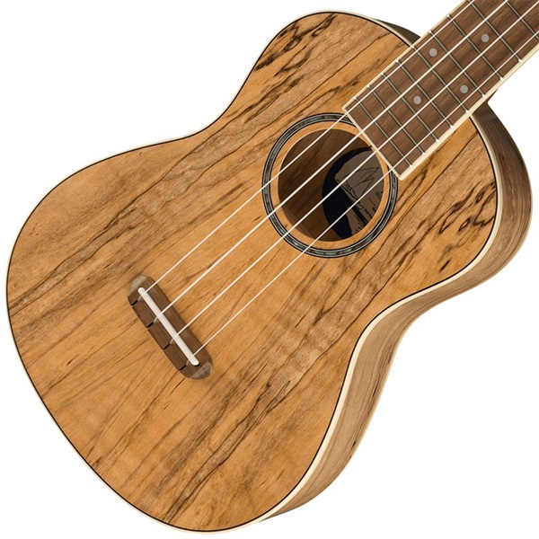 Fender Acoustics Zuma Exotic Concert Ukulele (Spalted Maple) 【お